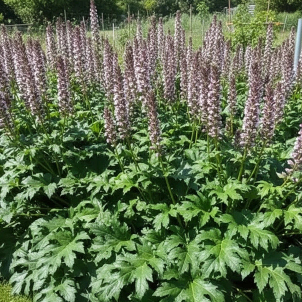 Acanthe molle, Acanthus Acanthe molle, Acanthus