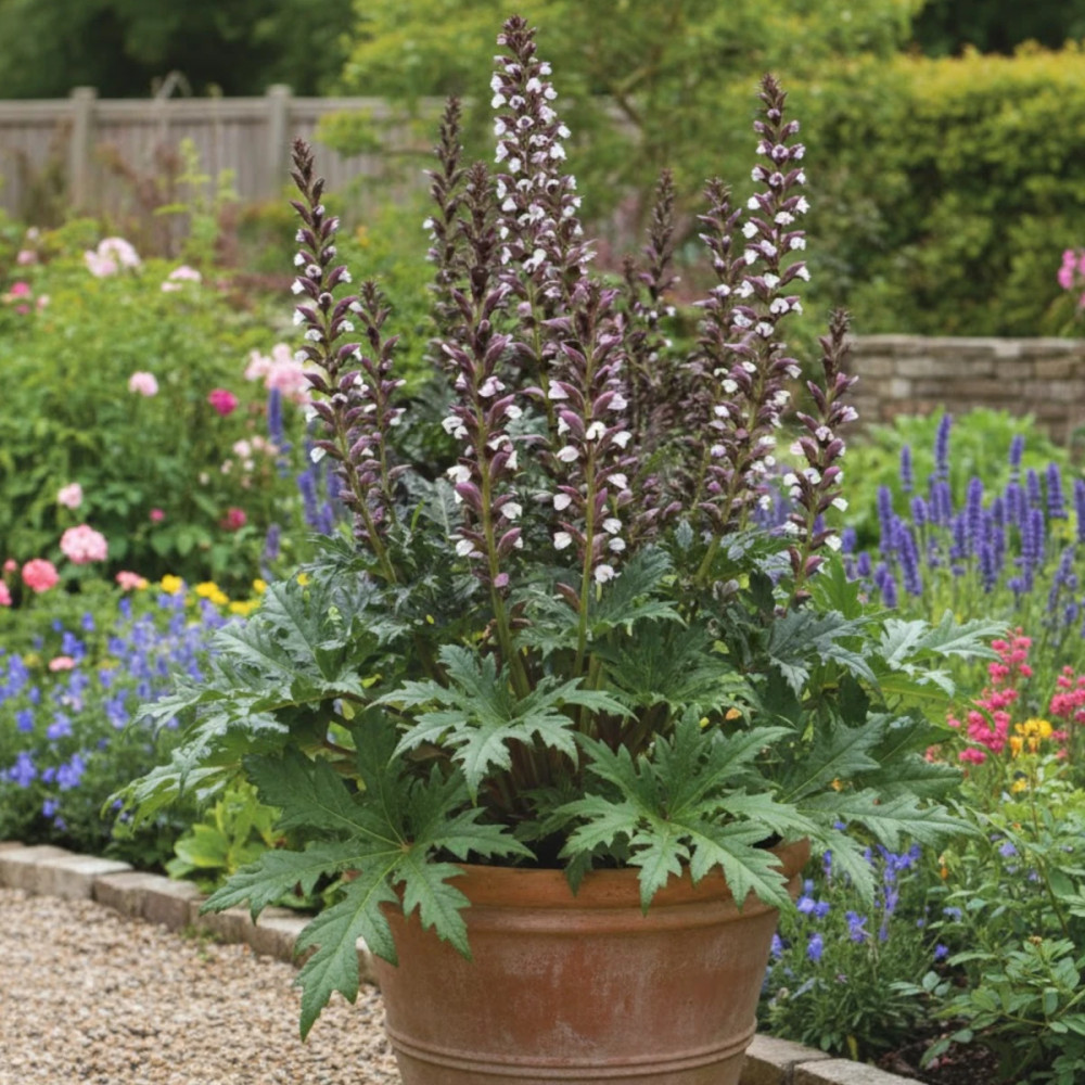 Acanthe épineuse, Acanthus