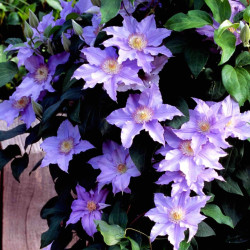 Clématite Angélique™ 'Evipo017'