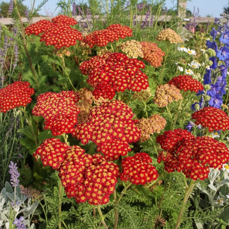 Achillée Strawberry Seduction