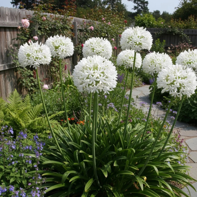 Agapanthe à fleurs blanches - SILENCE, ça pousse !