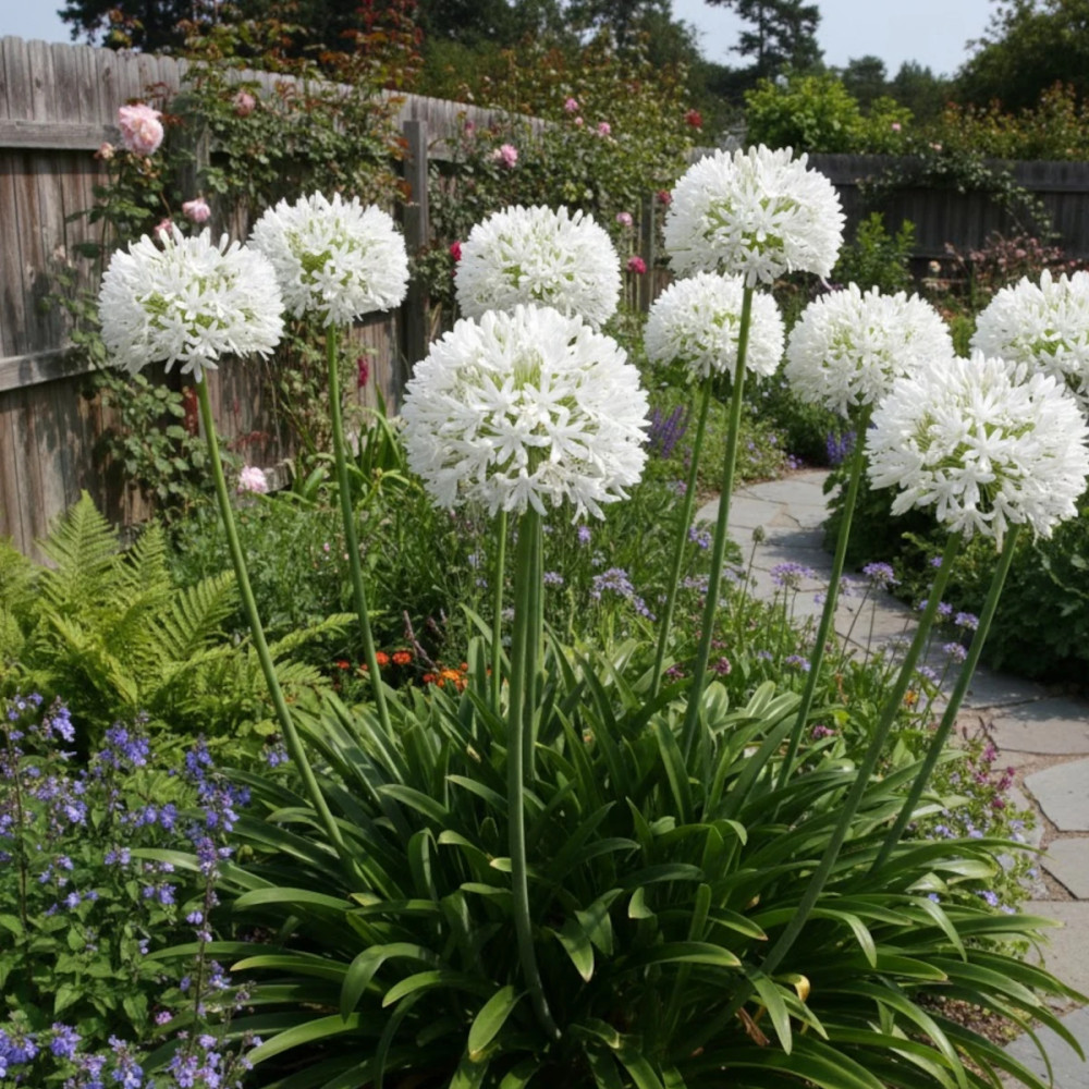 Agapanthe à fleurs blanches - SILENCE, ça pousse !