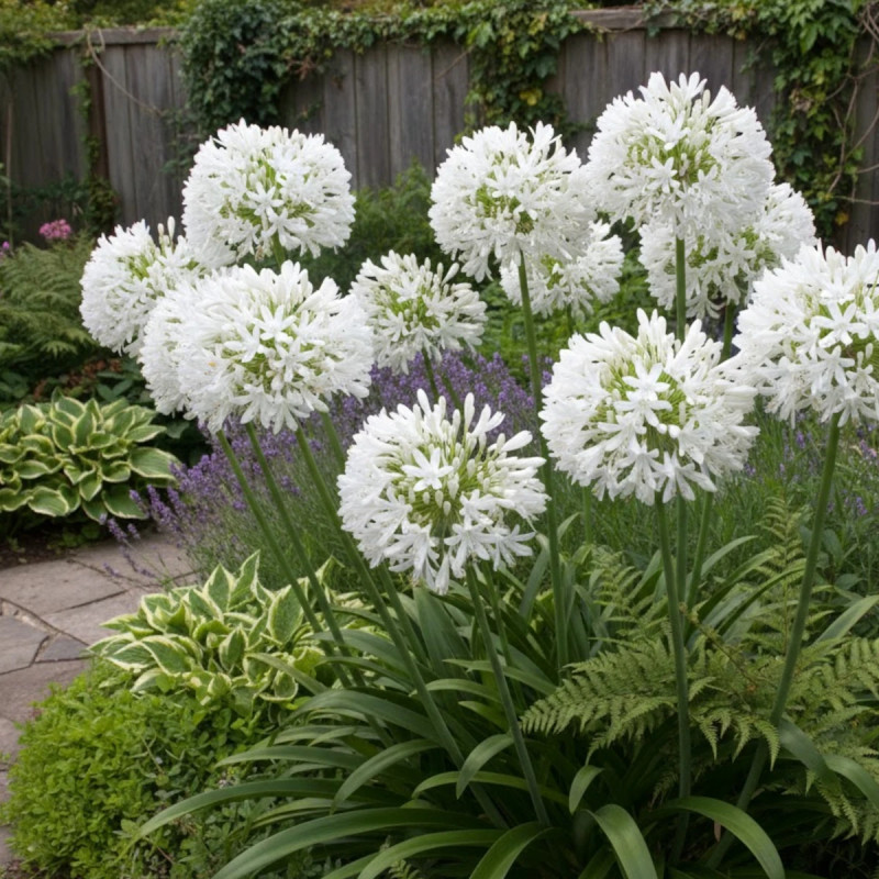 Agapanthe à fleurs blanches - SILENCE, ça pousse !