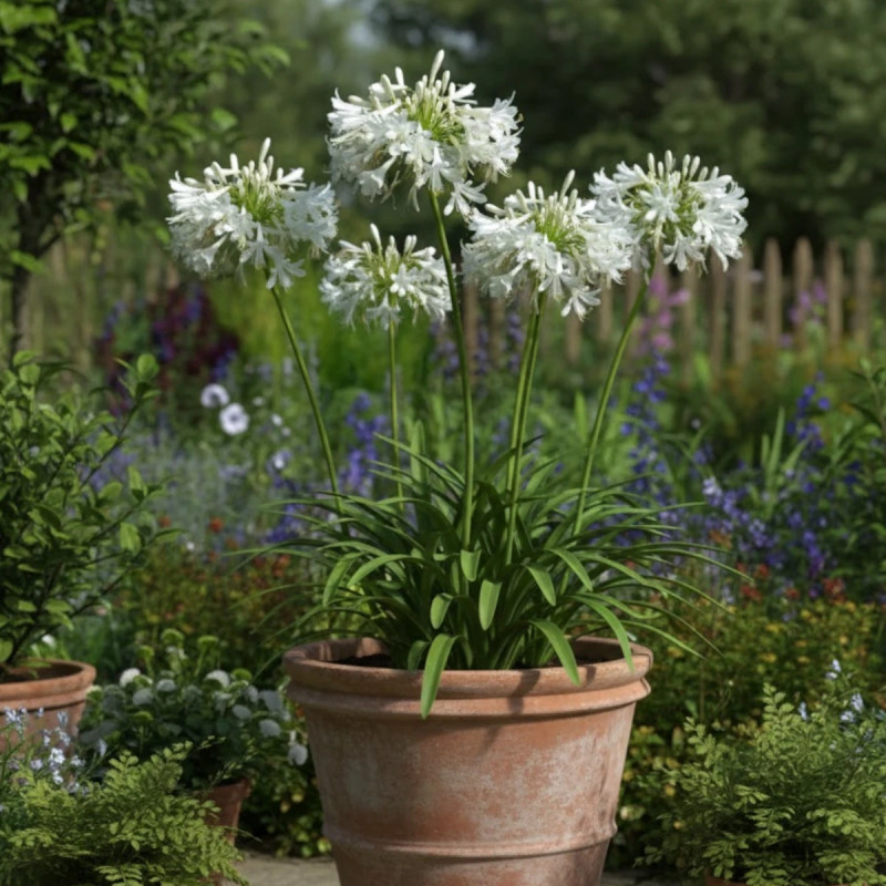 Agapanthe africanus Blanche