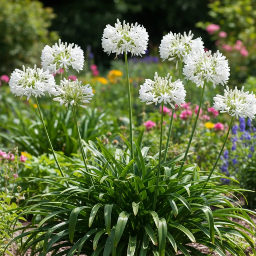 Agapanthe africanus Blanche