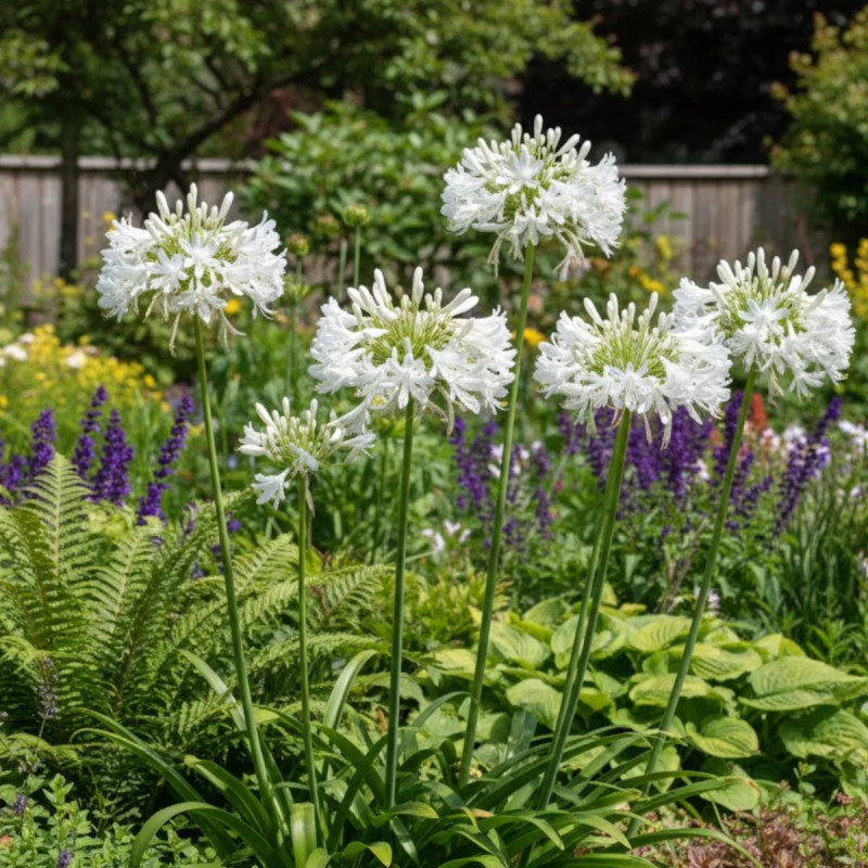 Agapanthe africanus Blanche