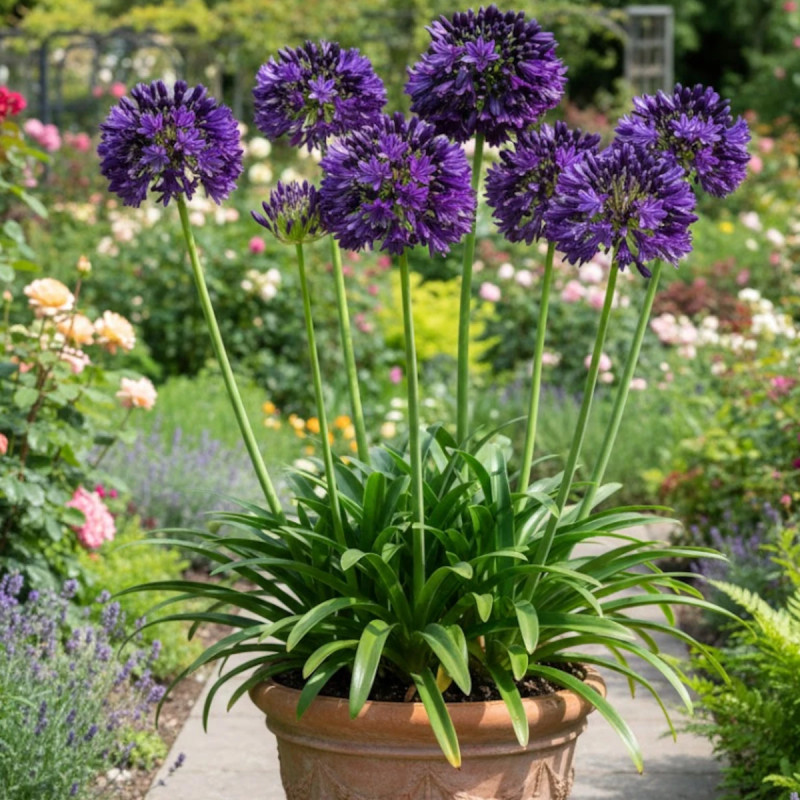 Agapanthe Black Jack® 'DWAghyb02'