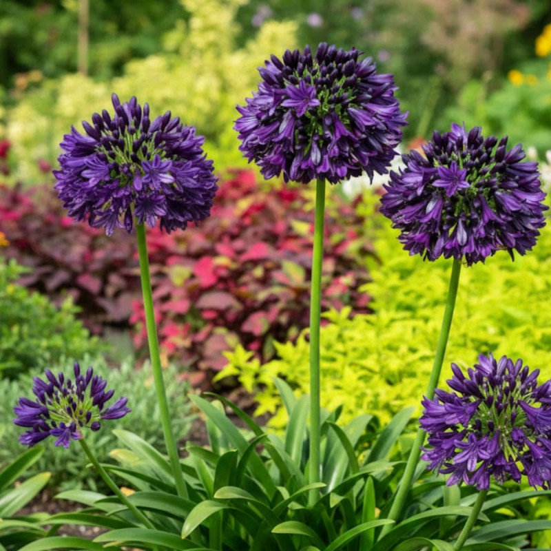 Agapanthe Black Jack® 'DWAghyb02'