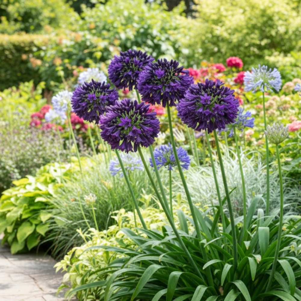 Agapanthe Black Jack® 'DWAghyb02'
