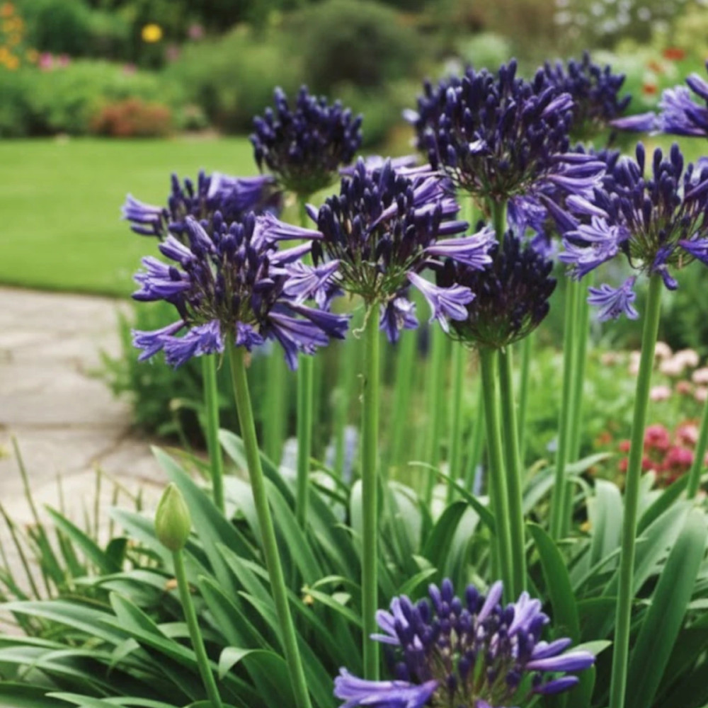 Agapanthe Black Pantha®