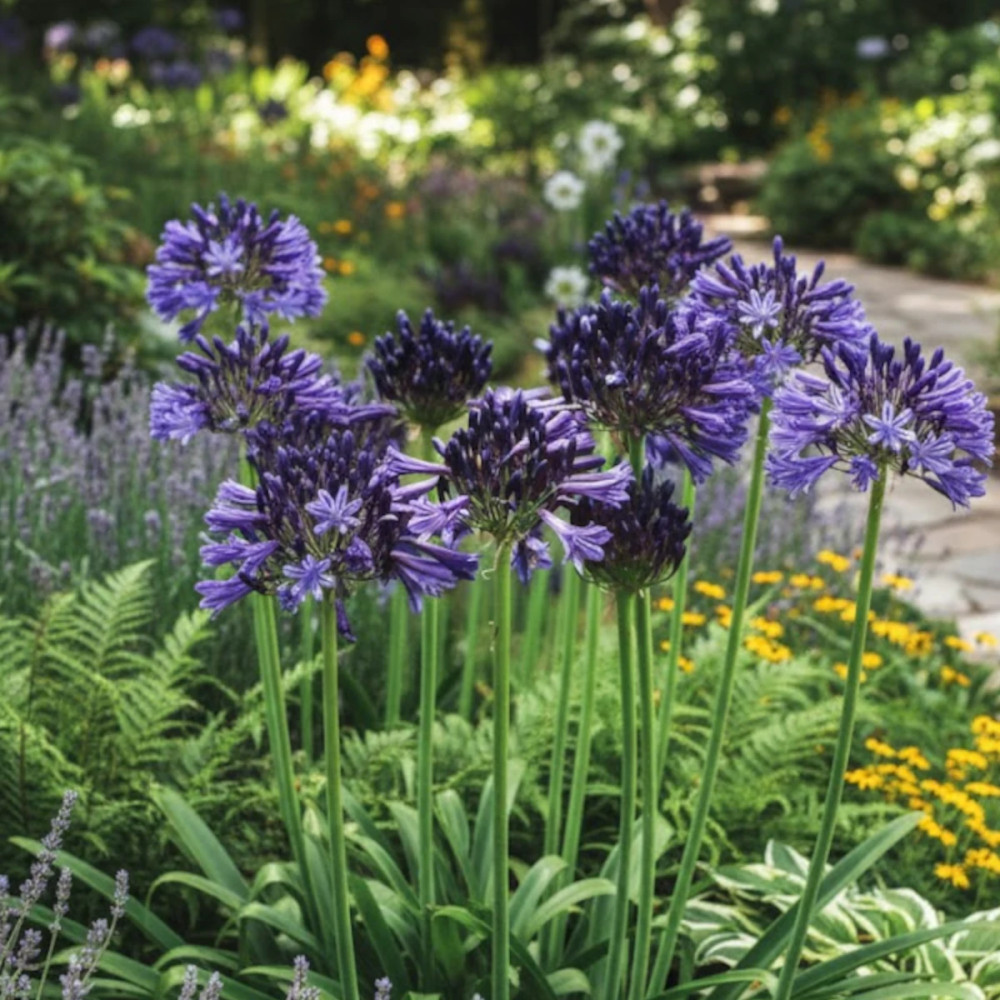Agapanthe Black Pantha®