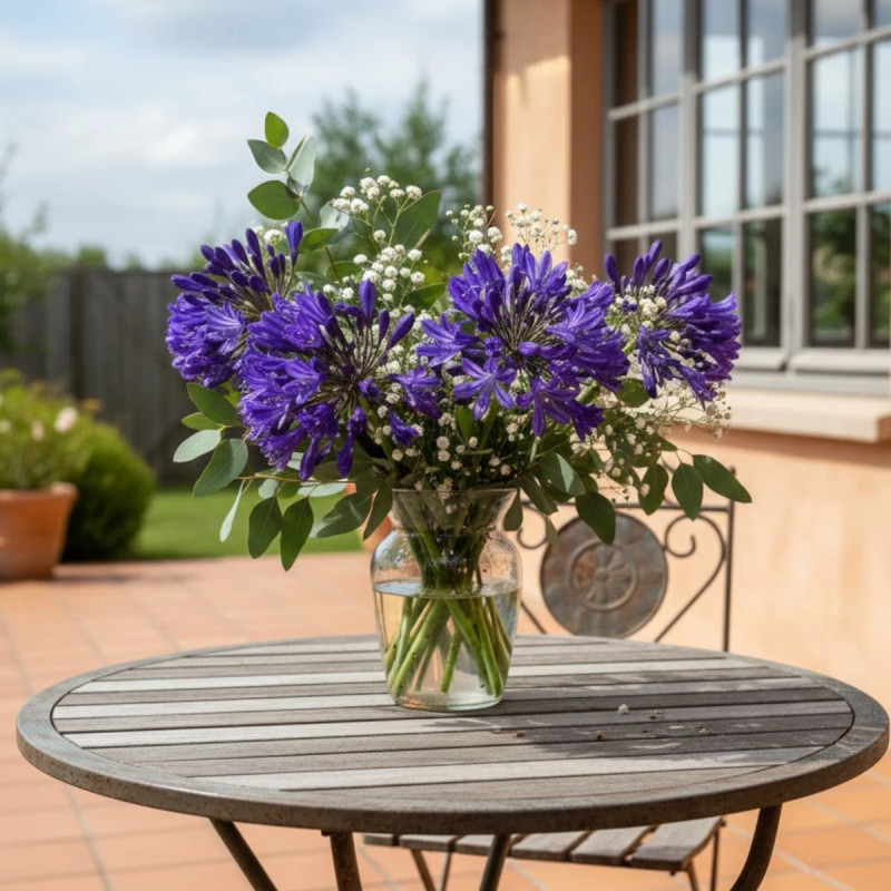 Agapanthe Blue Jeans®
