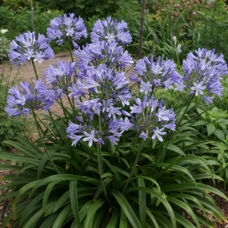 Agapanthe Charlotte®