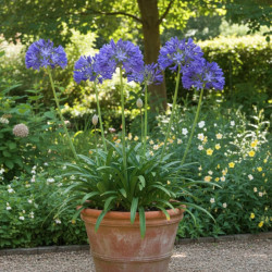 Agapanthe Cobalt Blue