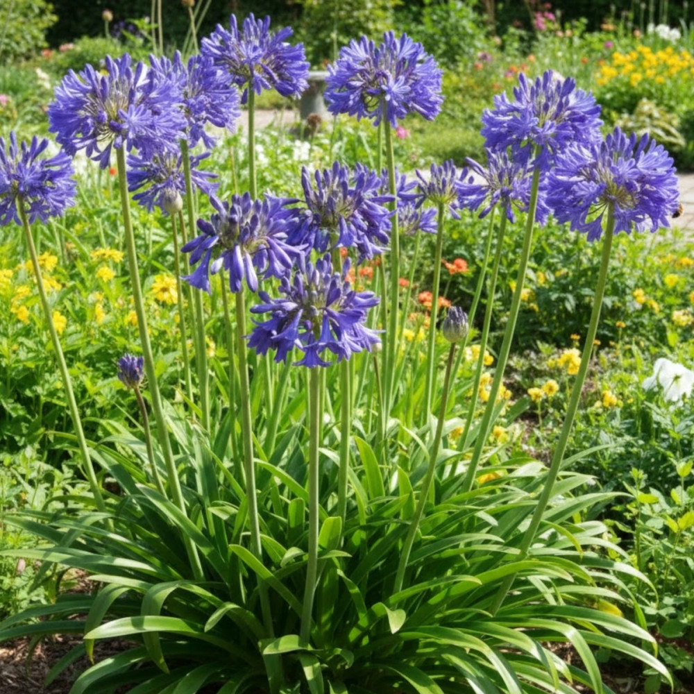 Agapanthe Cobalt Blue
