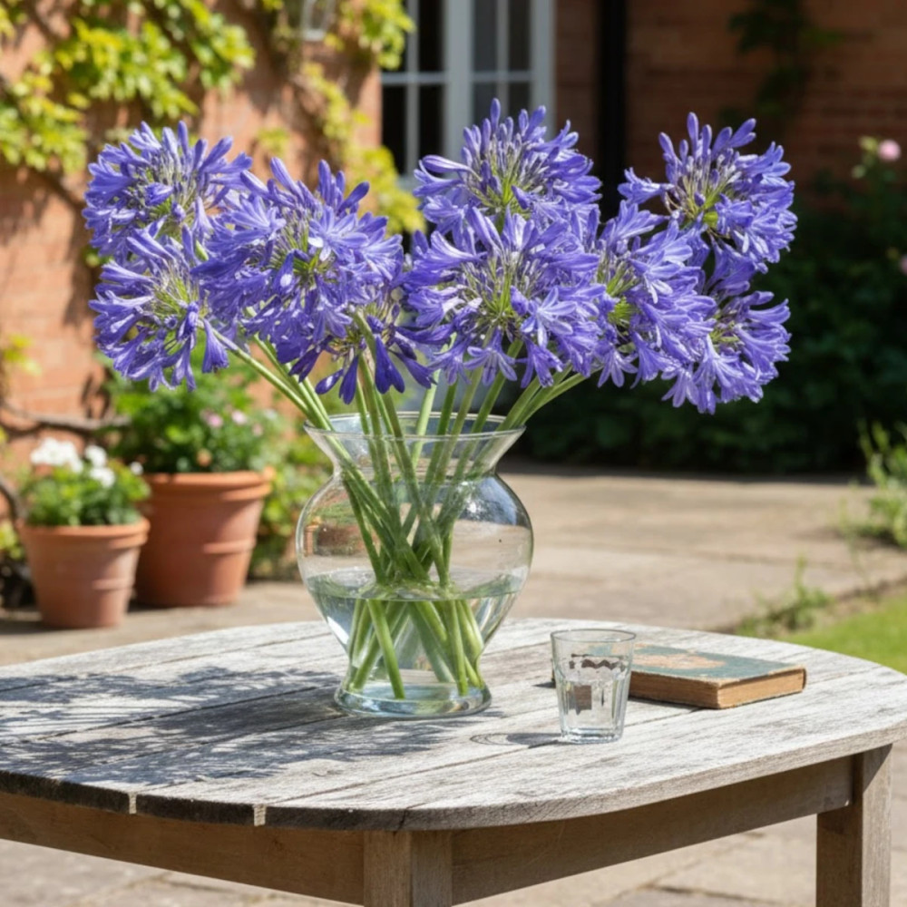 Agapanthe Cobalt Blue