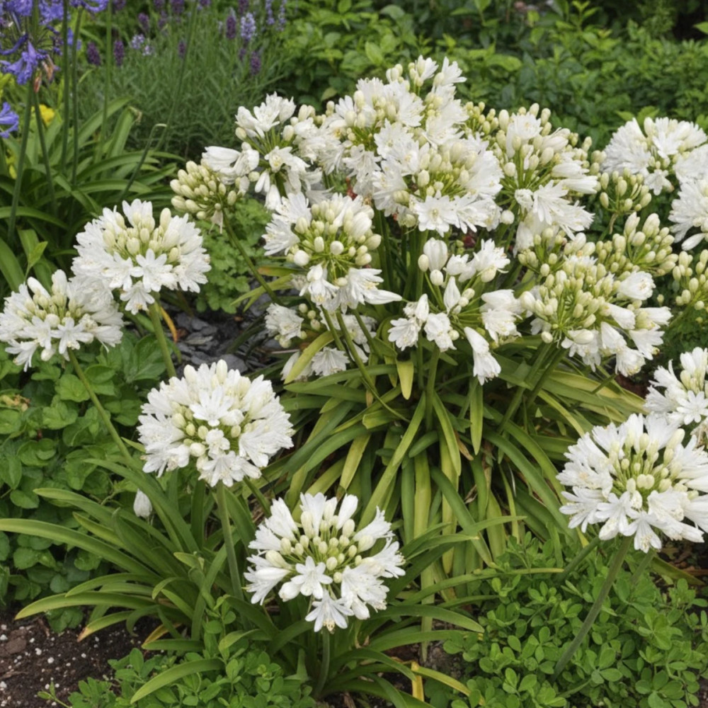 Agapanthe Double Diamond