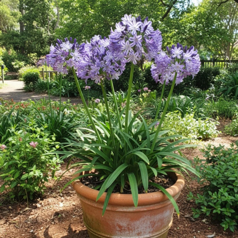 Agapanthe EVERPANTHUS® Poppin' Star® 'AMDB002'