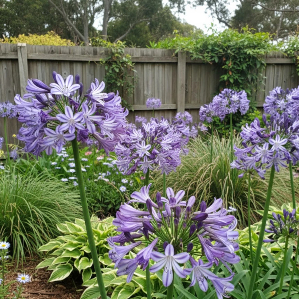 Agapanthe EVERPANTHUS® Poppin' Star® 'AMDB002'