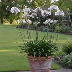 Agapanthe GRAPHITE ® White 'TURK3'