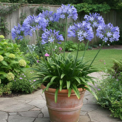 Agapanthe Headbourne hybrids Blue