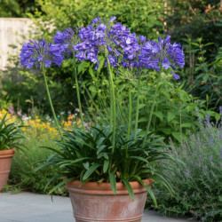 Agapanthe Jacaranda®