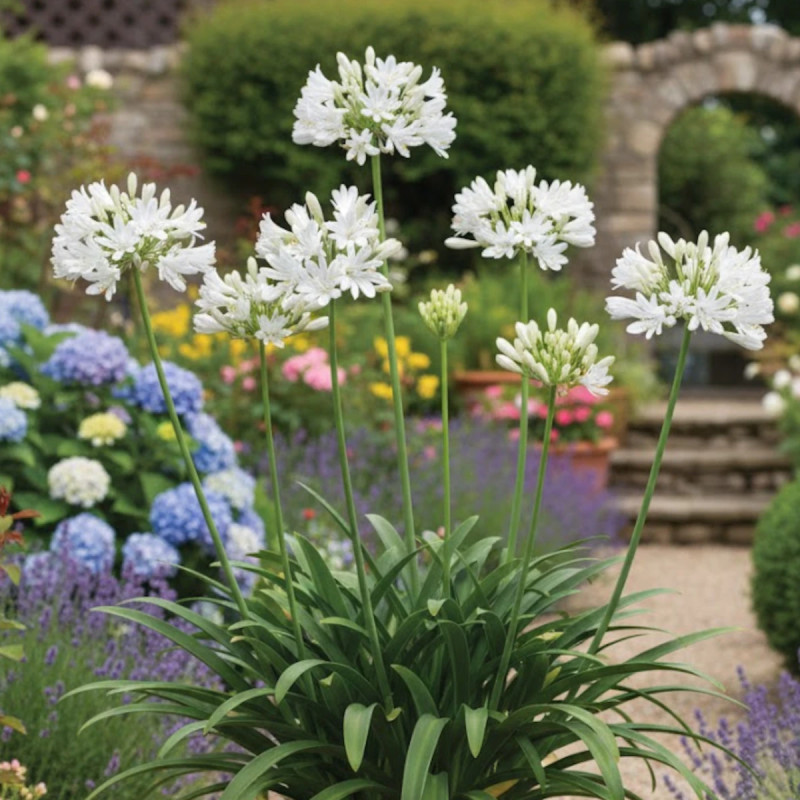 Agapanthe L'amour d'été Blanc®