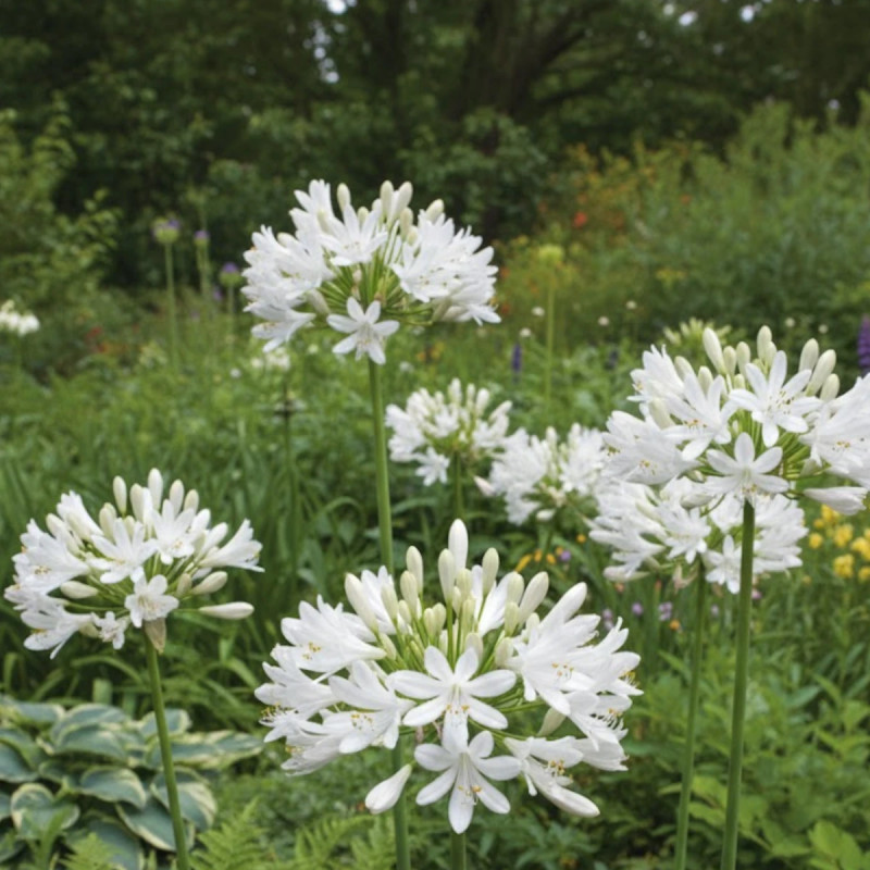 Agapanthe L'amour d'été Blanc®