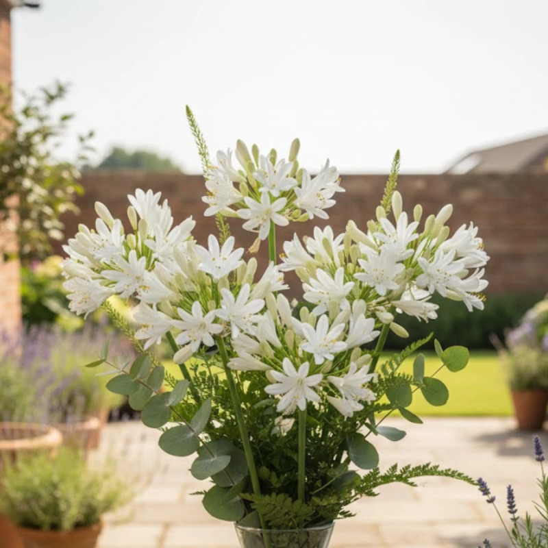 Agapanthe L'amour d'été Blanc®
