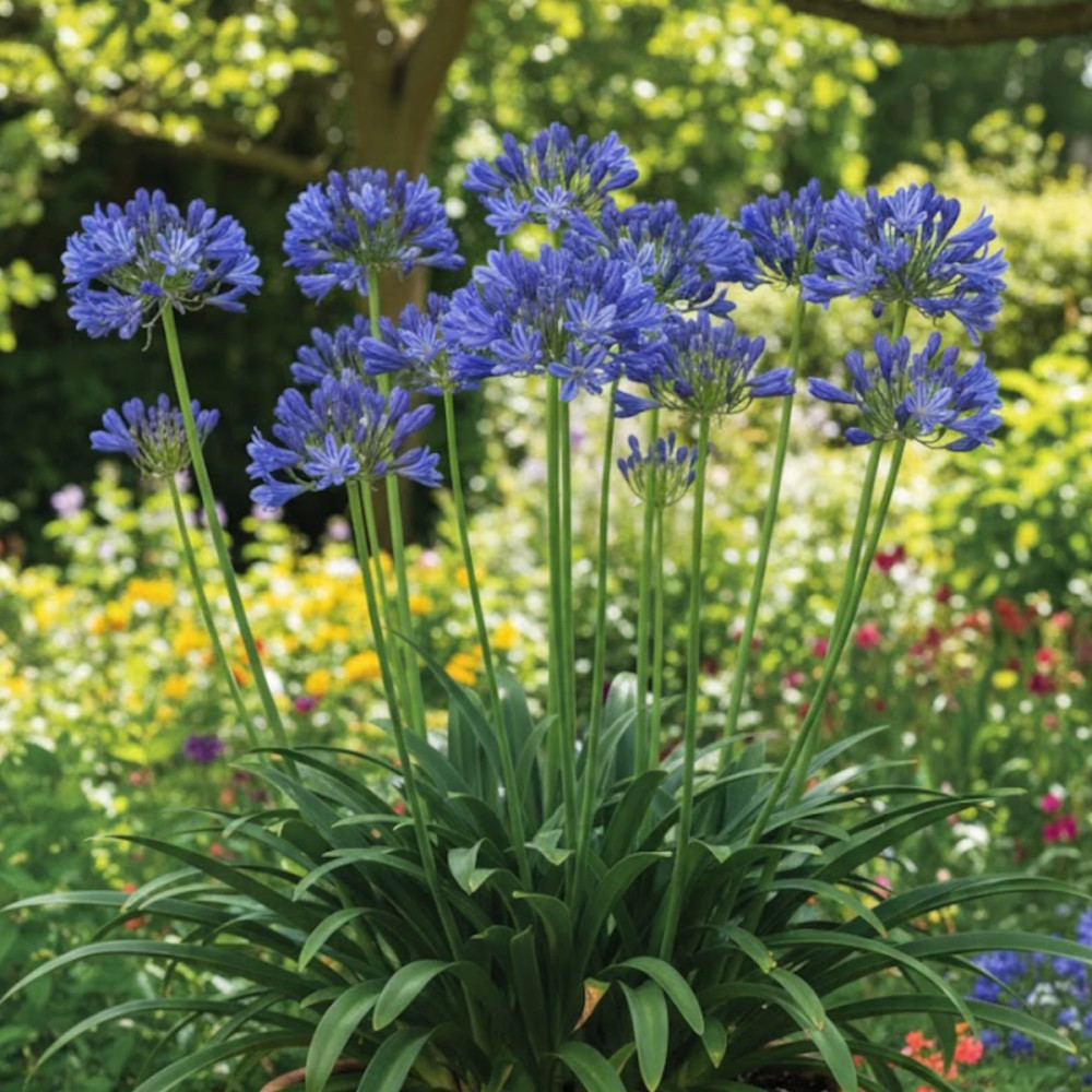 Agapanthe L'amour d'été Bleu®
