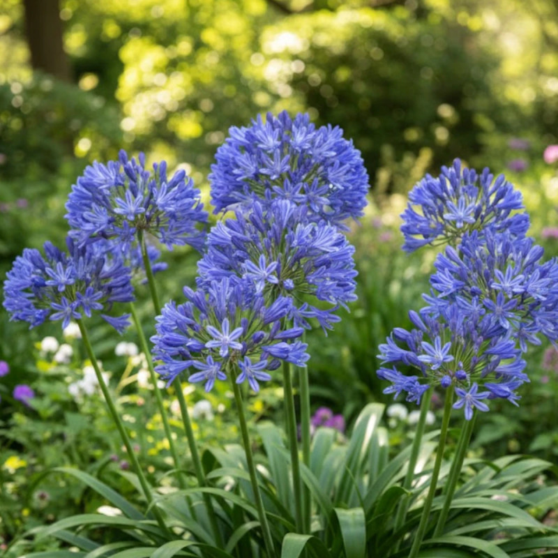 Agapanthe L'amour d'été Bleu®