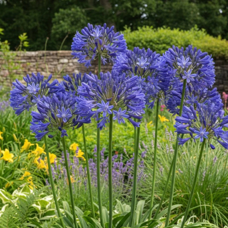 Agapanthe L'amour d'été Bleu®
