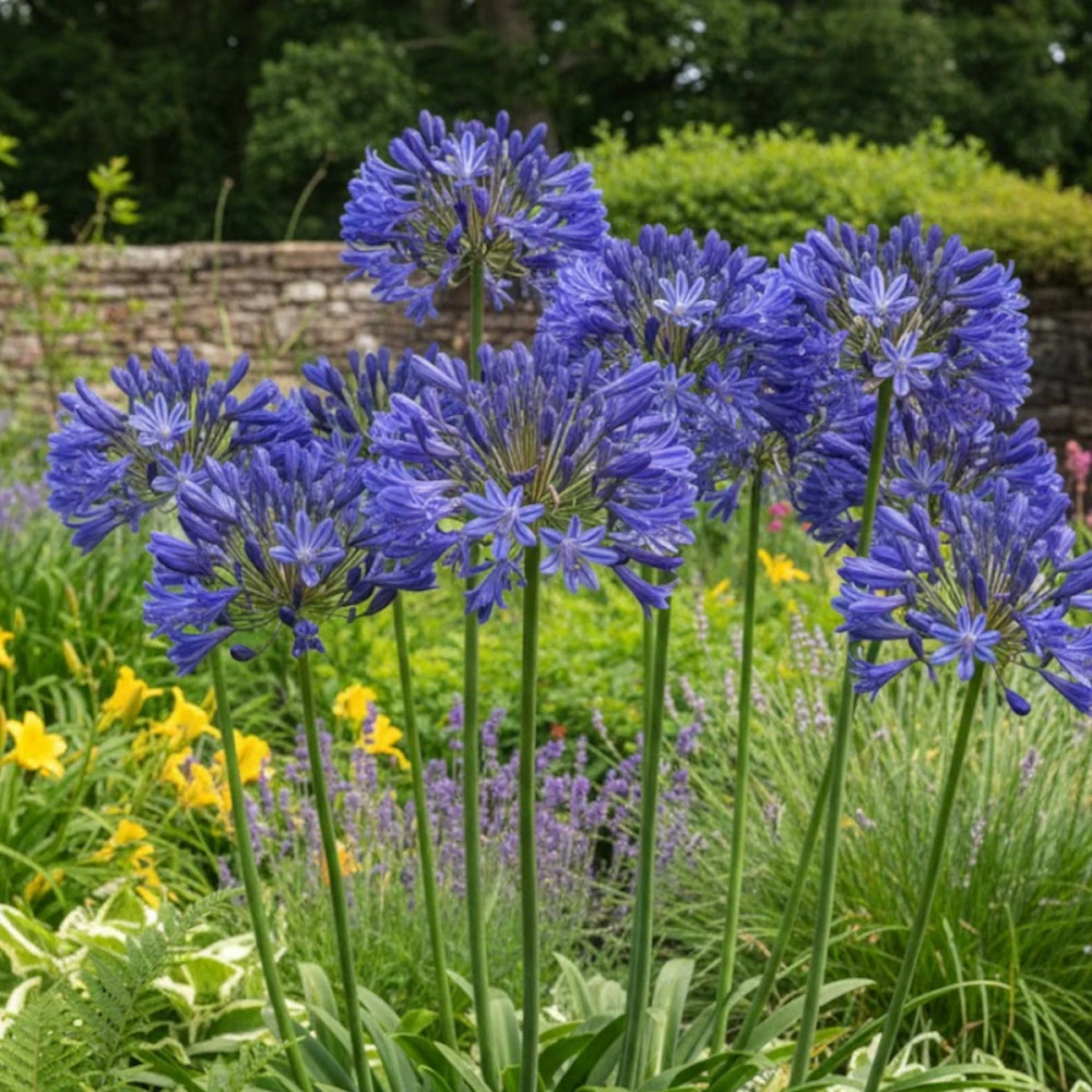 Agapanthe L'amour d'été Bleu®