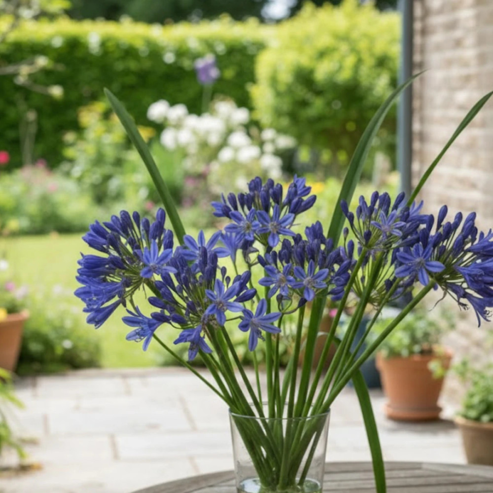 Agapanthe L'amour d'été Bleu®