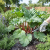 Rhubarbe des jardins