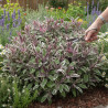 Sauge officinale Tricolor