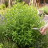 Verveine citronnelle - Sans traitement