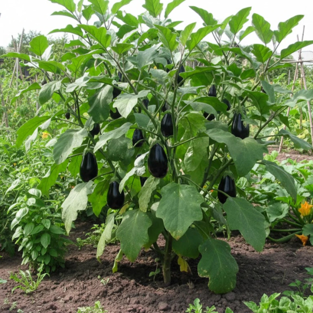 Plant d'aubergine Bonica