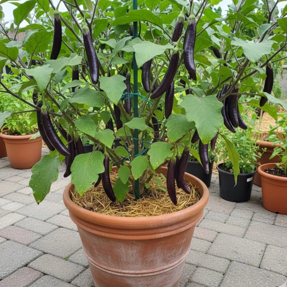 Plant d'aubergine Mini Violet Knight F1 Plant d'aubergine Mini Violet Knight F1