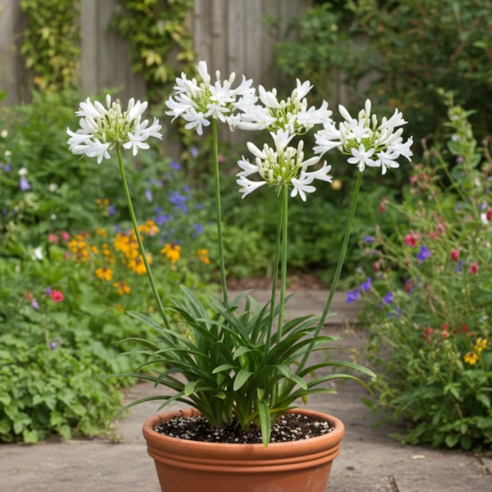 Agapanthe Pitchoune White® 'Tur161' - SILENCE, ça pousse ! Agapanthe Pitchoune White® 'Tur161' - SILENCE, ça pousse !