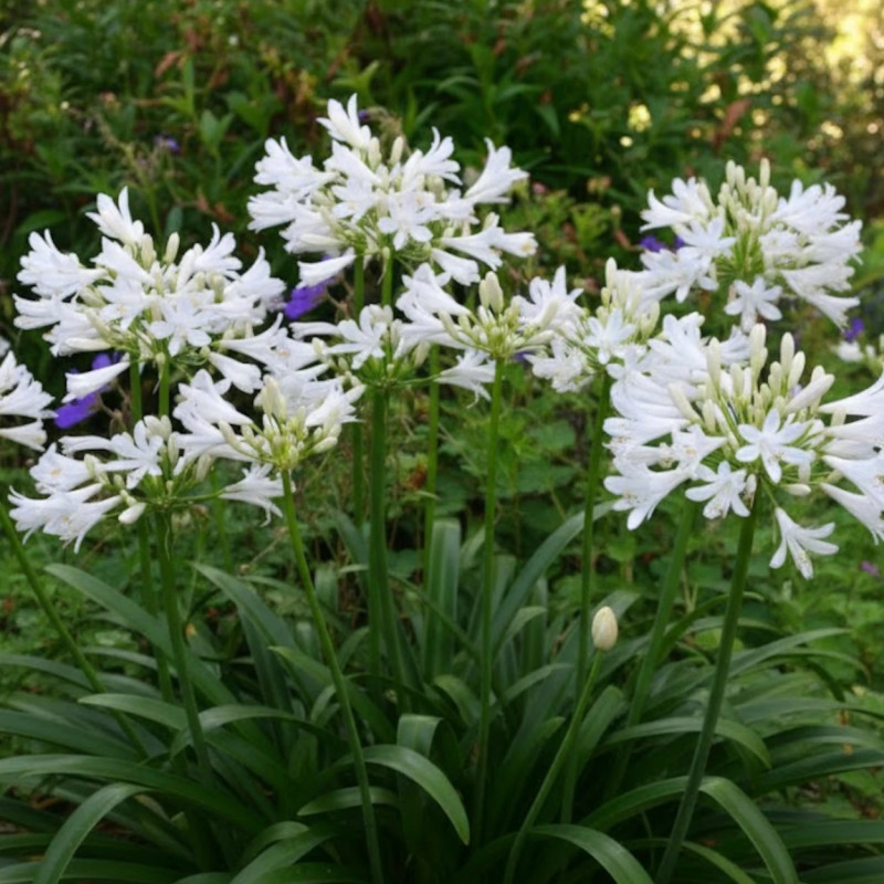 Agapanthe Pitchoune White® 'Tur161' - SILENCE, ça pousse !