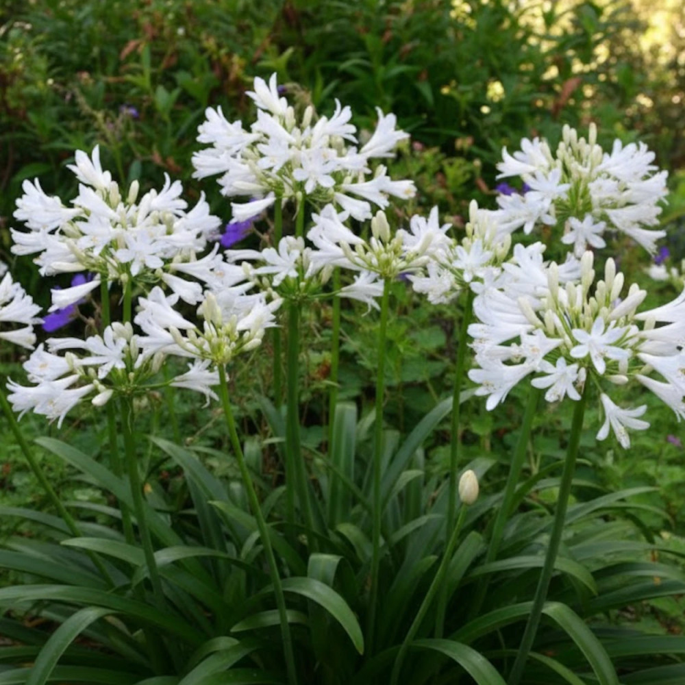 Agapanthe Pitchoune White® 'Tur161' - SILENCE, ça pousse ! Agapanthe Pitchoune White® 'Tur161' - SILENCE, ça pousse !