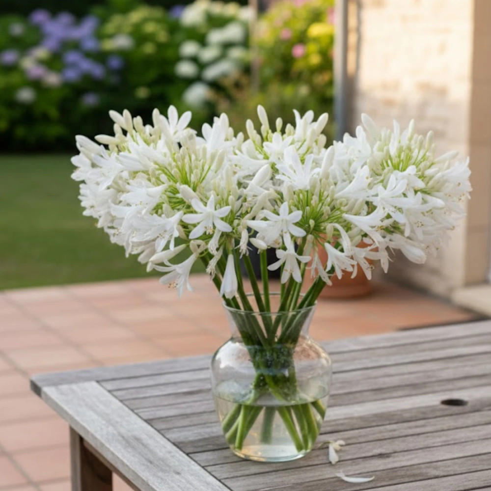 Agapanthe Pitchoune White® 'Tur161' - SILENCE, ça pousse ! Agapanthe Pitchoune White® 'Tur161' - SILENCE, ça pousse !