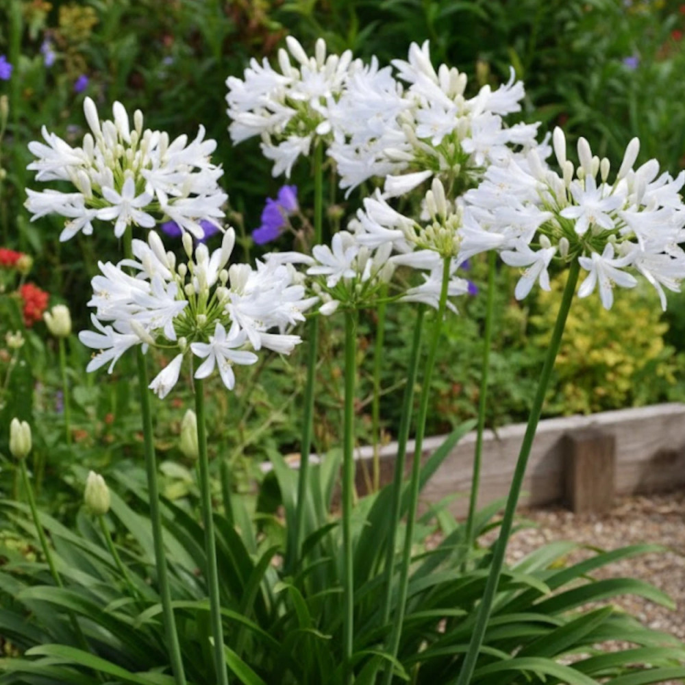 Agapanthe Pitchoune White® 'Tur161' - SILENCE, ça pousse ! Agapanthe Pitchoune White® 'Tur161' - SILENCE, ça pousse !