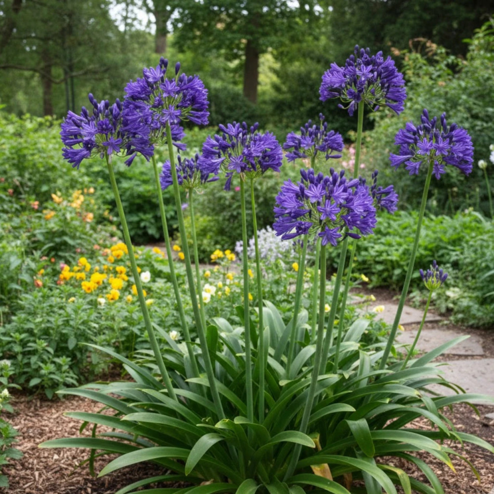 Agapanthe Royal Velvet® Agapanthe Royal Velvet®