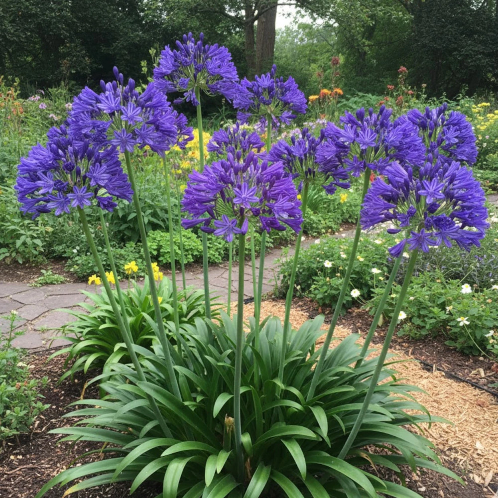 Agapanthe Royal Velvet® Agapanthe Royal Velvet®