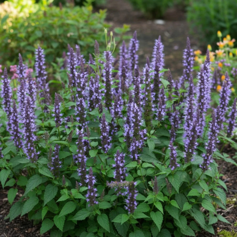 Agastache Astello Indigo
