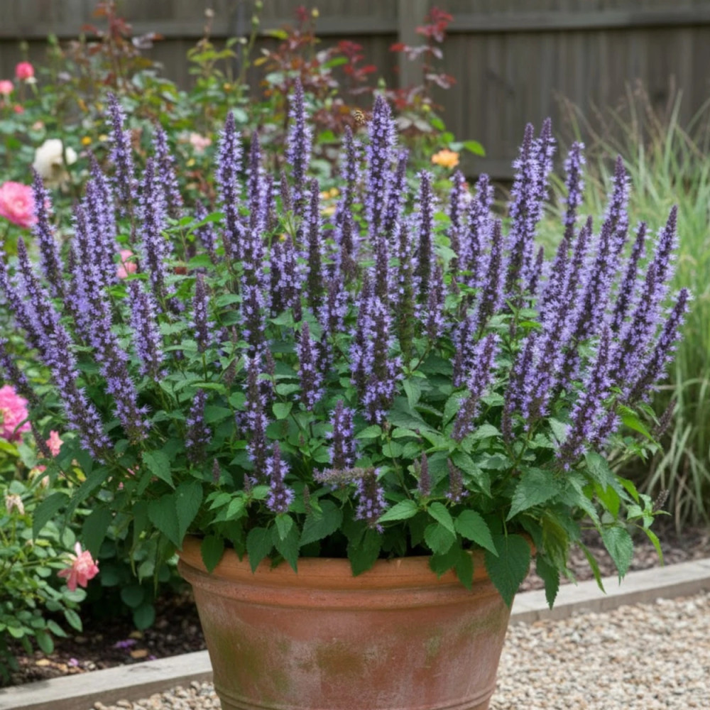 Agastache Astello Indigo