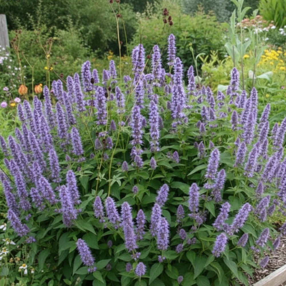 Agastache Black Adder