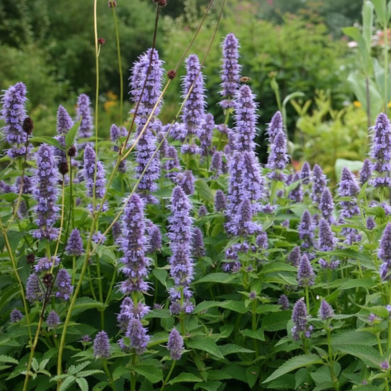 Agastache Black Adder